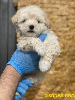 Antialerjik Özel Üretim Irk Maltipoo 5