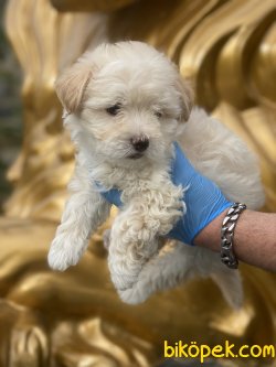 Antialerjik Özel Üretim Irk Maltipoo 1
