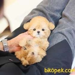 ANTIALERJIK  TOY POODLE BEBEKLERIM 2