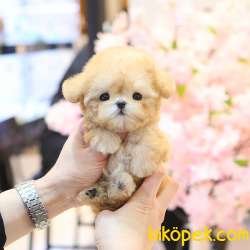 ANTIALERJIK  TOY POODLE BEBEKLERIM
