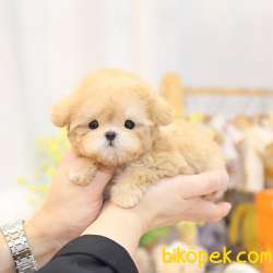 ANTIALERJIK  TOY POODLE BEBEKLERIM 3