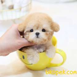 ANTIALERJIK  TOY POODLE BEBEKLERIM 4