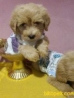 Aplicot Poodle Ayarında Maltipoo Yavrum 5