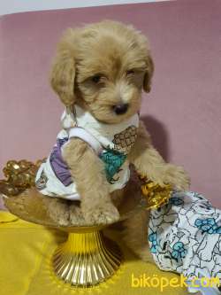 Aplicot Poodle Ayarında Maltipoo Yavrum 2