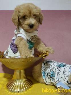 Aplicot Poodle Ayarında Maltipoo Yavrum 1