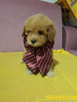 Aplicot Poodle Ayarında Maltipoo Yavrum 4