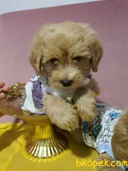 Aplicot Poodle Ayarında Maltipoo Yavrum 3