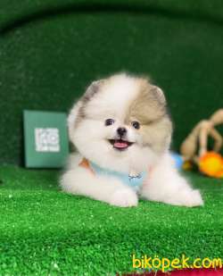Aplus Kalite Pomeryan Boo 3