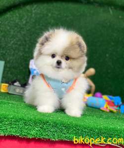 Aplus Kalite Pomeryan Boo 2