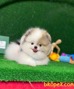 Aplus Kalite Pomeryan Boo 5