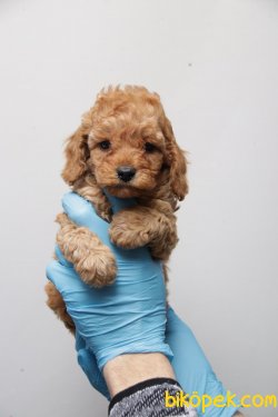 APRİCORT TOY POODLE 3