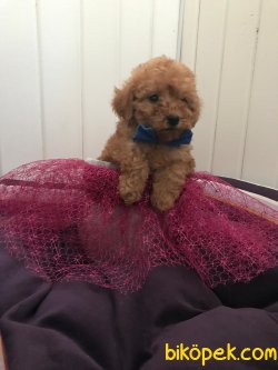 APRİCORT TOY POODLE 1