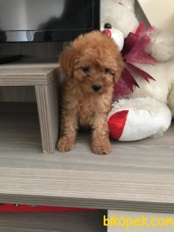 APRİCORT TOY POODLE 2