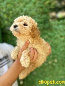 APRİCOT A KALİTE POODLE 2