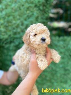 APRİCOT A KALİTE POODLE 1