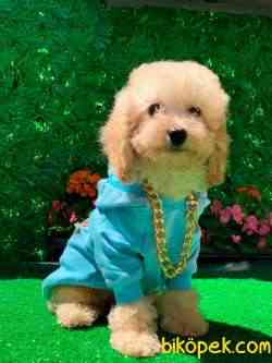 APRİCOT A KALİTE POODLE   OĞLUMUZ 3
