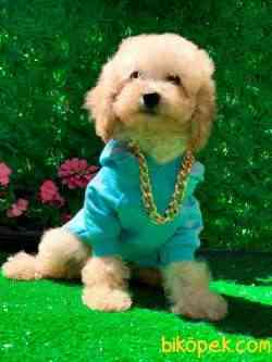 APRİCOT A KALİTE POODLE   OĞLUMUZ 1