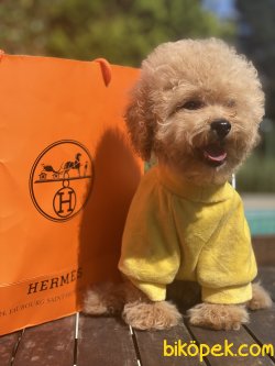 Apricot Bebek Suratlı Basık Burunlu Toy Poodle 2