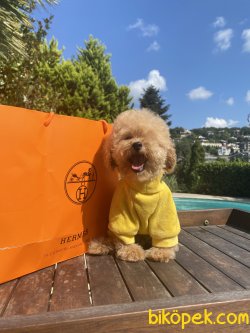 Apricot Bebek Suratlı Basık Burunlu Toy Poodle 4