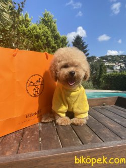 Apricot Bebek Suratlı Basık Burunlu Toy Poodle 1