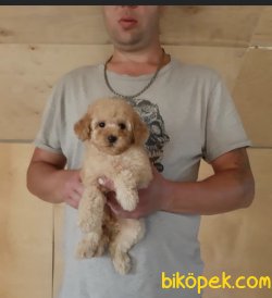 Apricot Bebek Suratlı Orjinal Toy Poodle 3