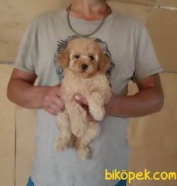 Apricot Bebek Suratlı Orjinal Toy Poodle 2