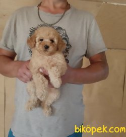 Apricot Bebek Suratlı Orjinal Toy Poodle 1
