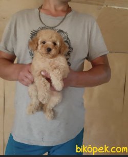 Apricot Bebek Suratlı Orjinal Toy Poodle 4