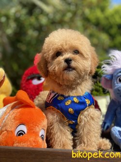 Apricot Bebek Suratlı Toy Poodle Orjinal Antialerjin 2