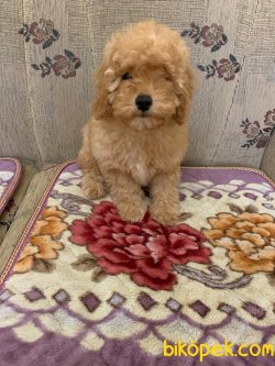 Apricot Bebek Yüzlü Orjinal Toy Poodle 1