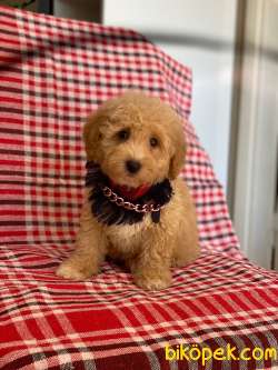 Apricot Dişi Toy Poodle Yavrumuz 1