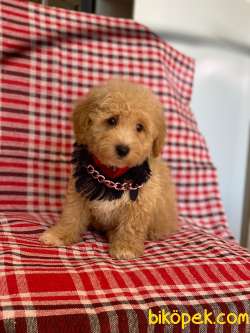 Apricot Dişi Toy Poodle Yavrumuz 3