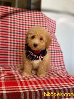 Apricot Dişi Toy Poodle Yavrumuz 5