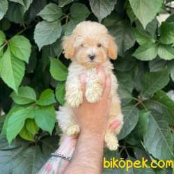 Apricot Kayısı Renk Dişi Toy Poodle Yavrumuz 1