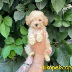 Apricot Kayısı Renk Dişi Toy Poodle Yavrumuz 3