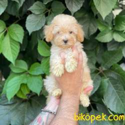 Apricot Kayısı Renk Dişi Toy Poodle Yavrumuz 2