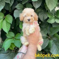 Apricot Kayısı Renk Dişi Toy Poodle Yavrumuz 4