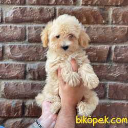 Apricot Kayısı Renk Erkek Maltipoo Yavrumuz 2