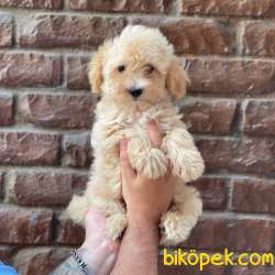 Apricot Kayısı Renk Erkek Maltipoo Yavrumuz 1