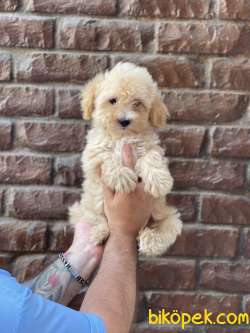 Apricot Kayısı Renk Erkek Maltipoo Yavrumuz 3