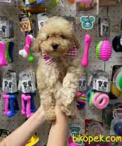 Apricot & Light Apricot Toy Poodle Yavrularımız 5