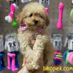 Apricot & Light Apricot Toy Poodle Yavrularımız 1