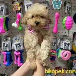 Apricot & Light Apricot Toy Poodle Yavrularımız 2