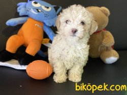 Apricot Mini Poodle Yavrumuz Gelmiştir 4