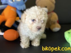 Apricot Mini Poodle Yavrumuz Gelmiştir 2