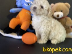 Apricot Mini Poodle Yavrumuz Gelmiştir 3