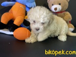 Apricot Mini Poodle Yavrumuz Gelmiştir 1