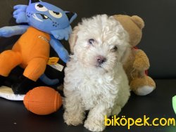 Apricot Mini Poodle Yavrumuz Gelmiştir 5