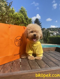 Apricot Mini Toy Bebek Yüzlü Yavrularımız 1