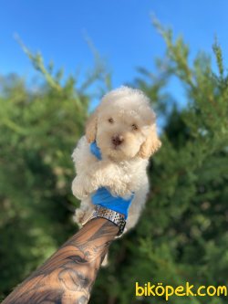 Apricot Orjinal Toy Poodle Rusya Chipli Pasaportlu 3